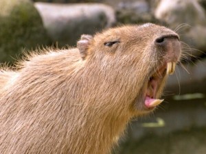 Capybara 3